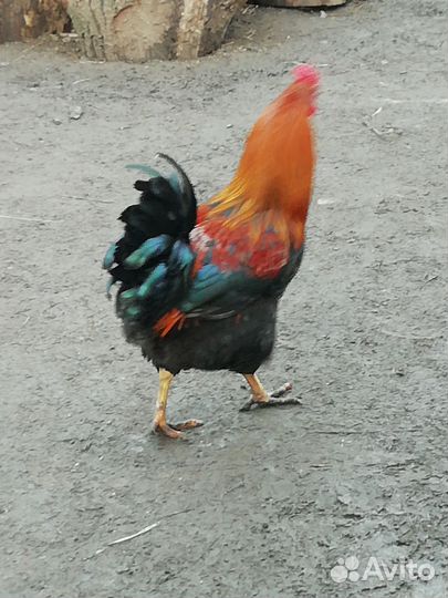 Петухи породистые
