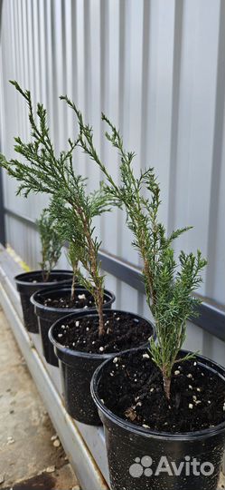 Можжевельник