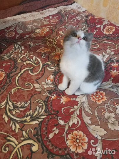 Котенок мальчик бесплатно