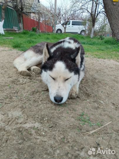 Кобель хаски бесплатно