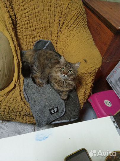 Кошка
