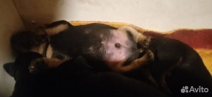 Щенки немецкого ягдтерьера