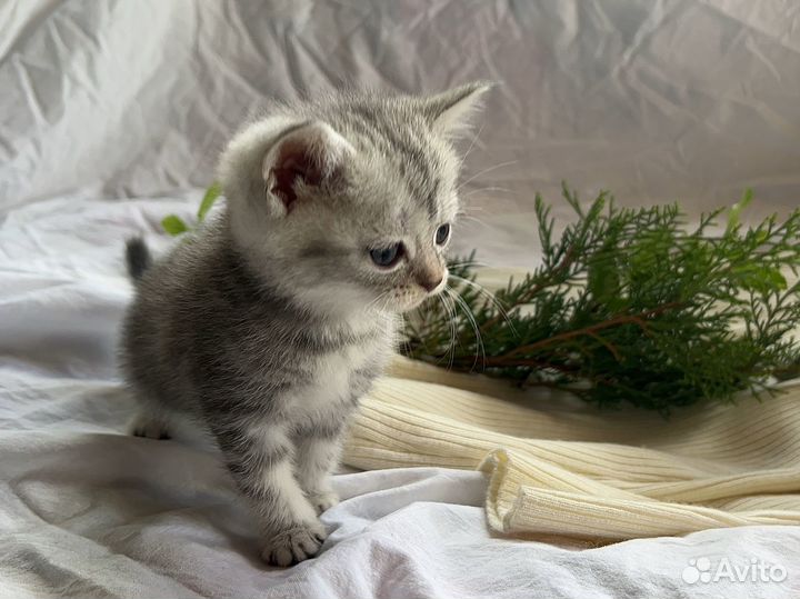 Британский котенок девочка