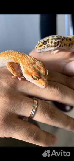 Геккон эублефар мальчик