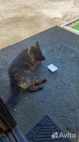 Немецкая овчарка