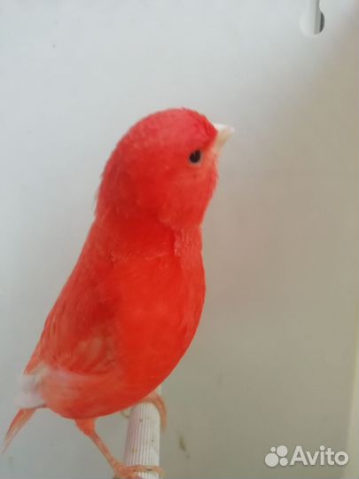 Кенари и канарейки