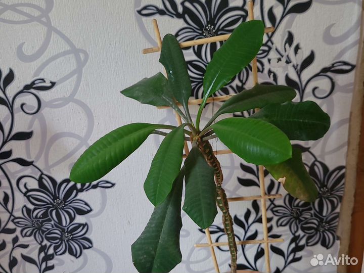 Молочай