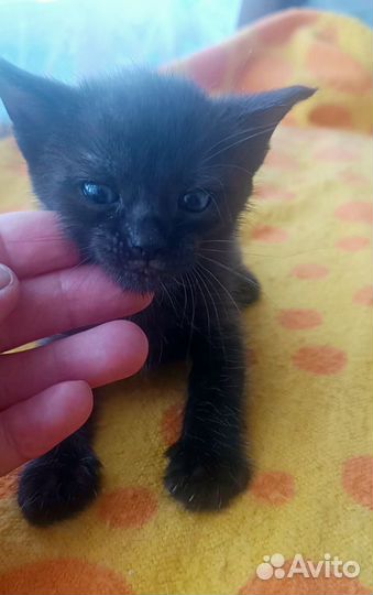 Котята