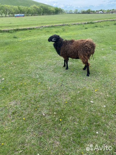 Овцы бараны ягнята