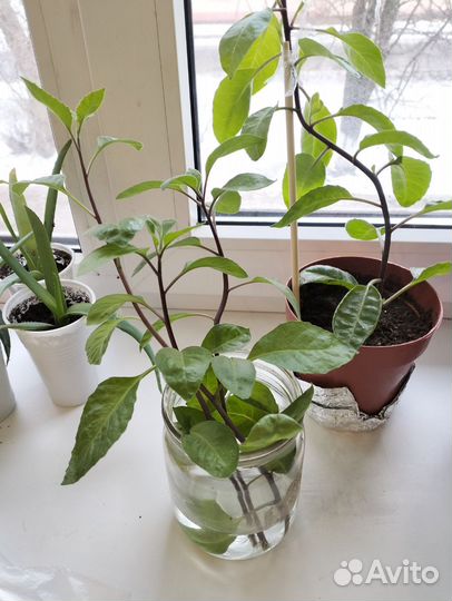 Джинура -листья бога