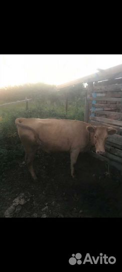 Первотелка