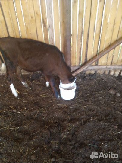 Телочка. Корова