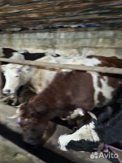 Корова беремени