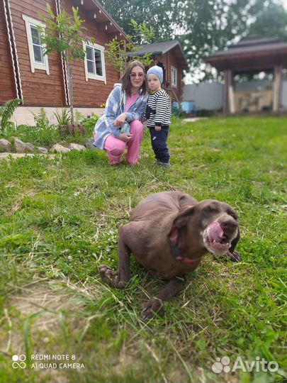 Щенки курцхаара