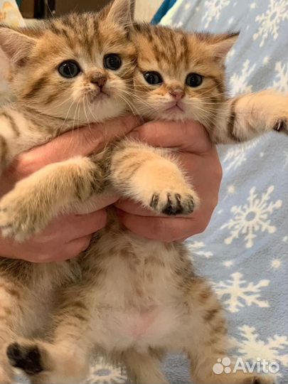Британские котята