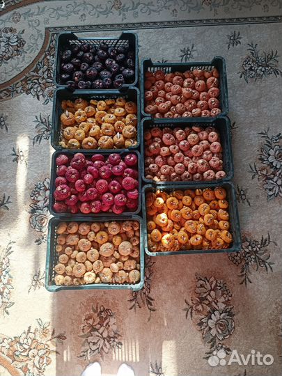 Гладиолусы луковицы