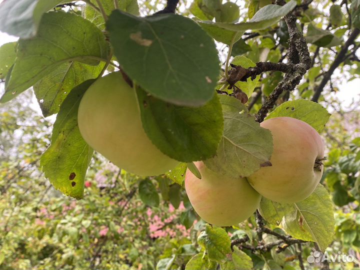 Яблоки домашние