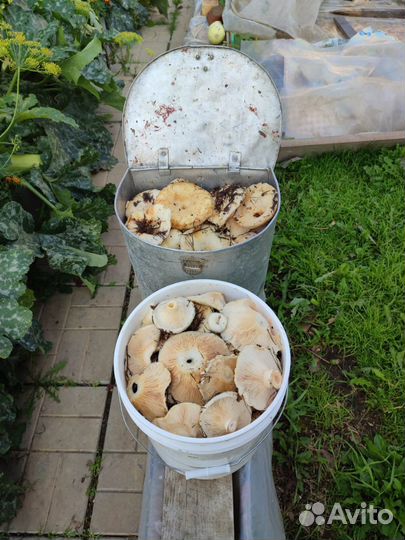 Грибы грузди, лисички, красноголовики