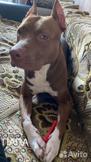 Продается щенок питбультерьера (мальчик)