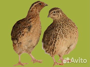 Перепела Фараон из Генофонда. Доставка
