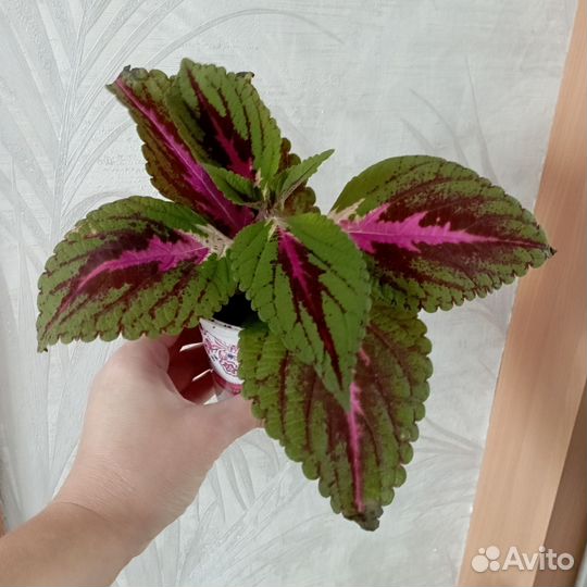 Колеусы. Цена за всё