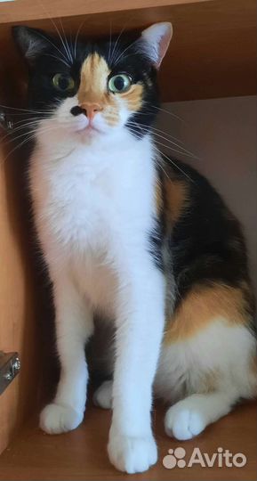 Кошка ищет дом