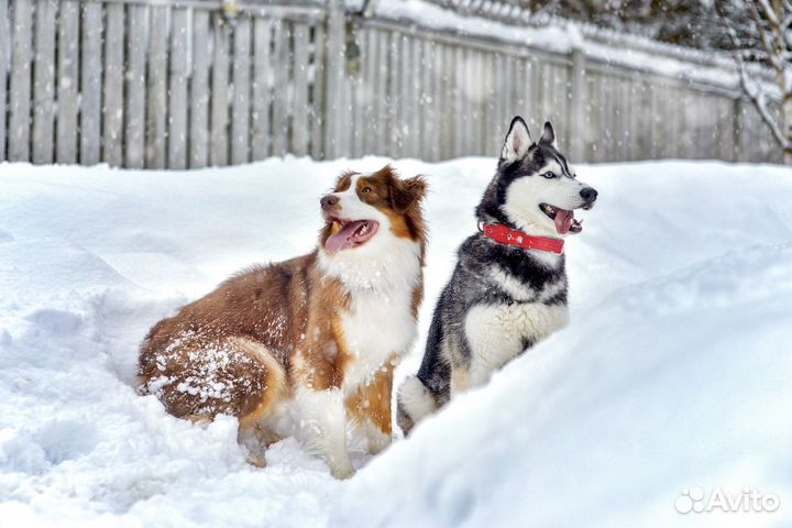 Передержка животных