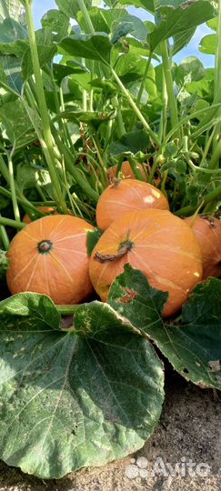 Тыква Оранж саммер F1