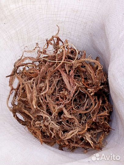 Лечебный, красный корень.Республика Алтай