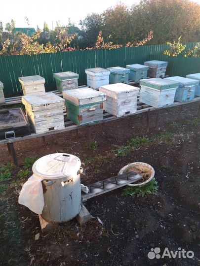 Продается пасека