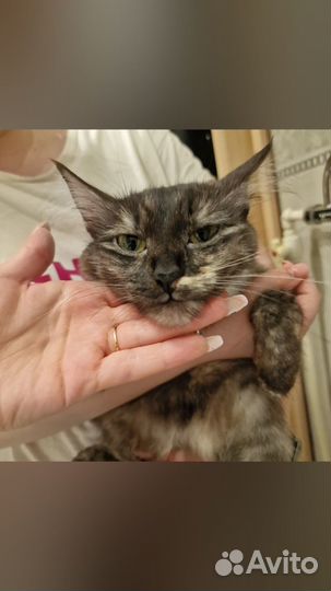 Отдам в добрые руки