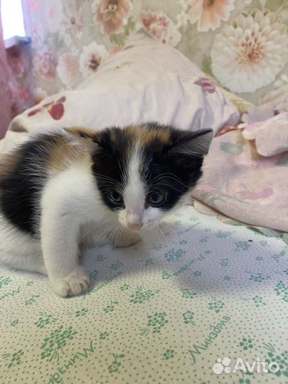 Котята бесплатно