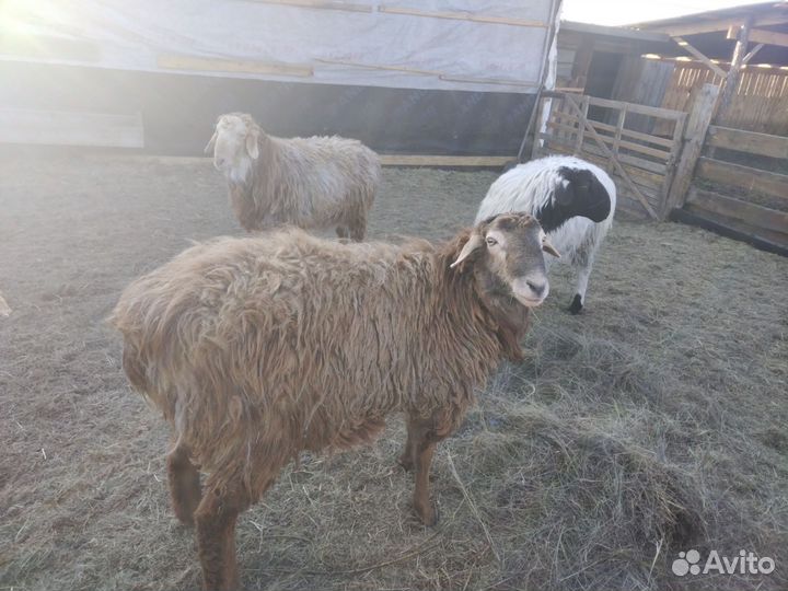 Овечка, бараны яркие