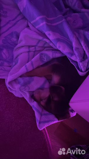 Щенок девочка в добрые руки