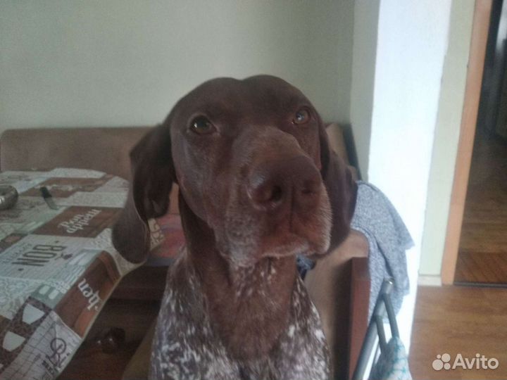 Курцхаар вязка