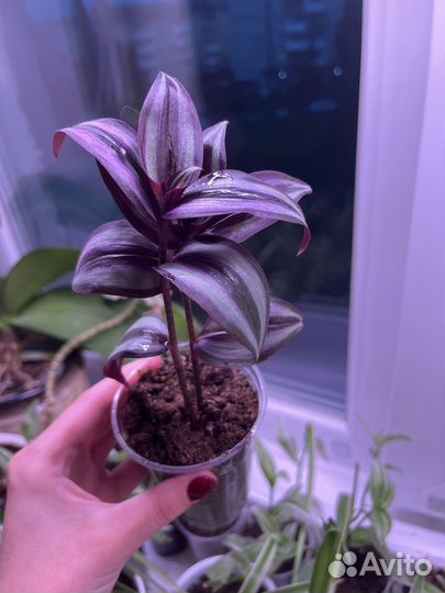 Традесканция