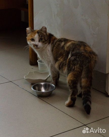 Соня ищет дом