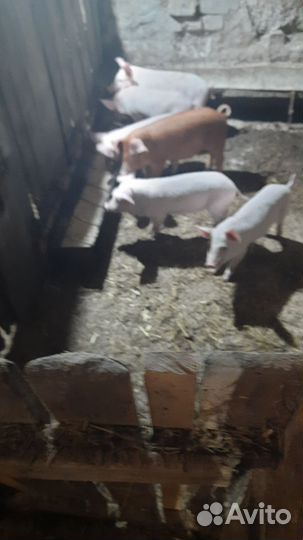 Поросята
