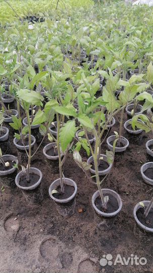 Рассада помидоры перец
