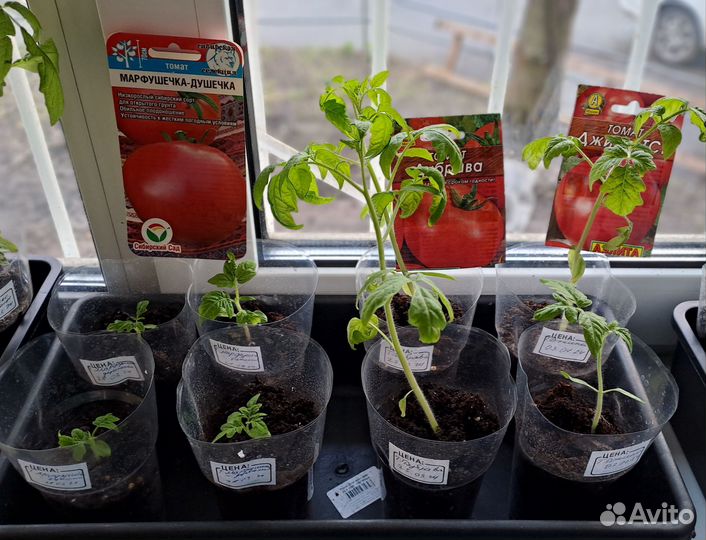 Рассада помидор