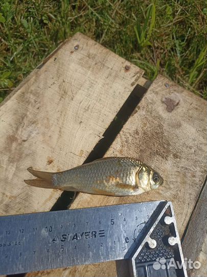 Живая рыба для пруда