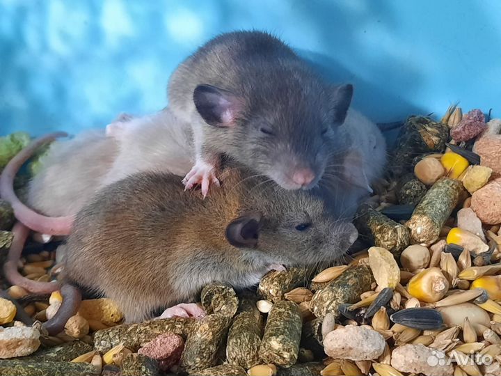 Крысята Агути (3 недели) в подарок на Новый год