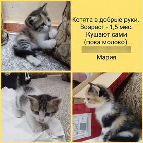 Котята