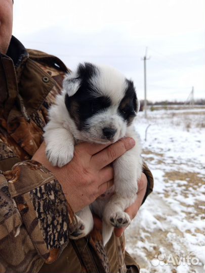 Щенок в добрые руки бесплатно