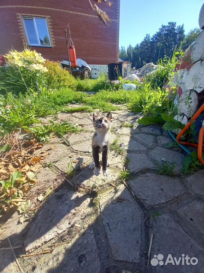 Кошечка отдам