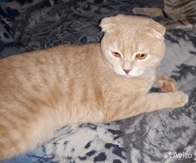 Вязка с шотландцем