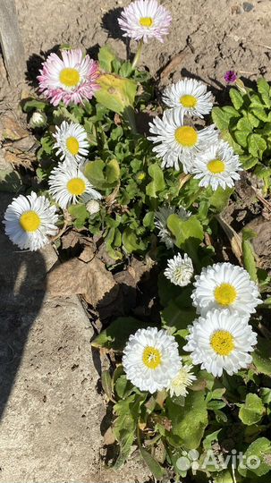 Ромашка садовая, Маргаритки Флоксы