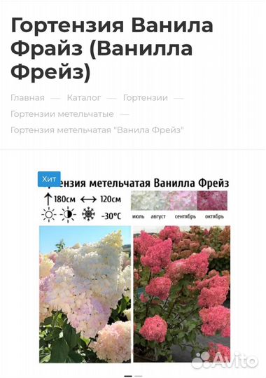 Гортензии метельчатые