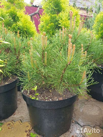 Сосна горная С10