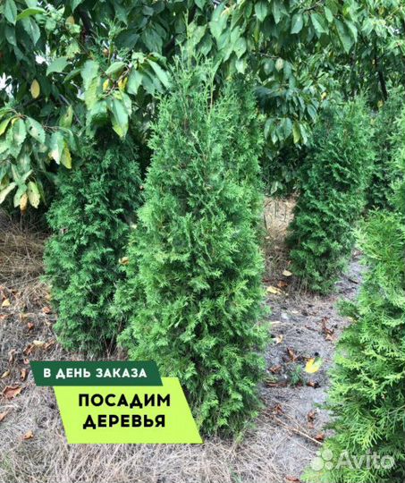 Туя Колумна